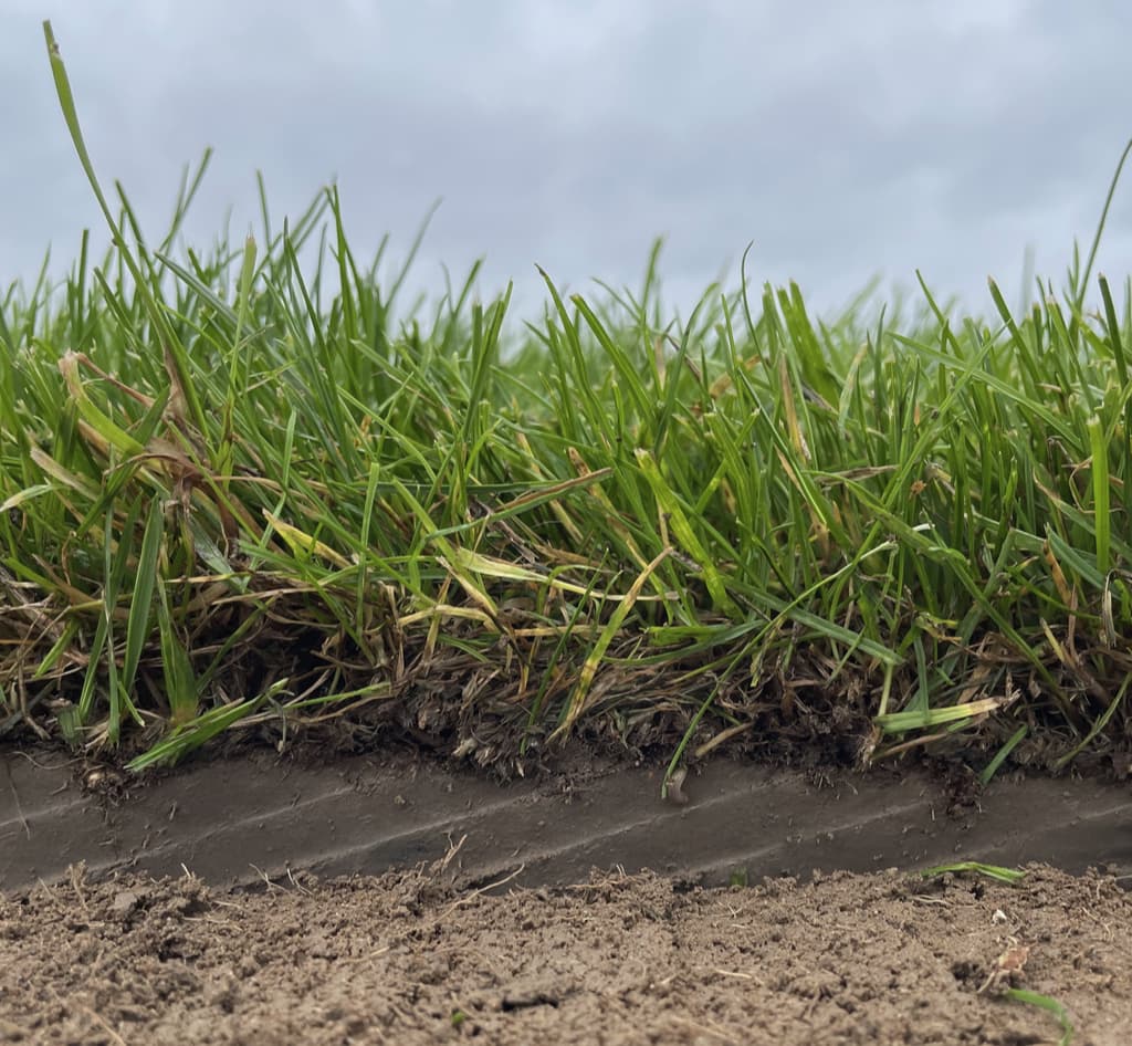 Gazon naturel en rouleau rustique