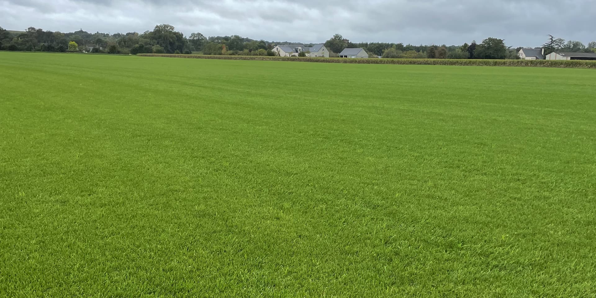 Gazon naturel rustique en rouleau